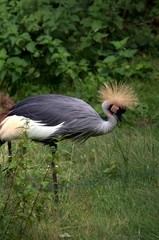 Fototapeta premium crowned crane