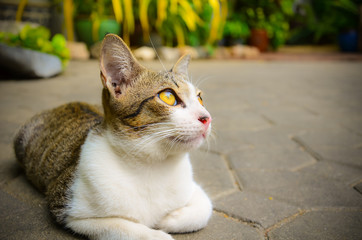 Fototapeta premium A cute little kitten cat pet is looking at the sky with blank space