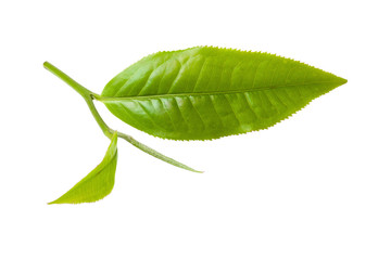Obraz premium green tea leaf isolated on white background