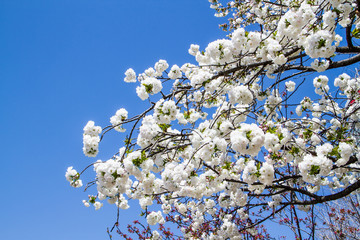 White sakura