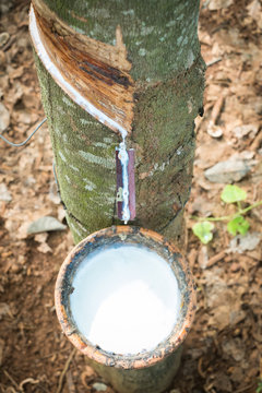 rubber latex from rubber tree