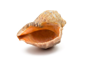 shell