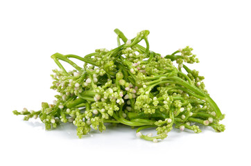 Ceylon Spinach on white background