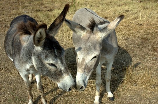  pair of donkeys