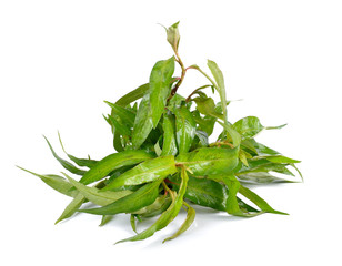 Vietnamese mint isolated on white background