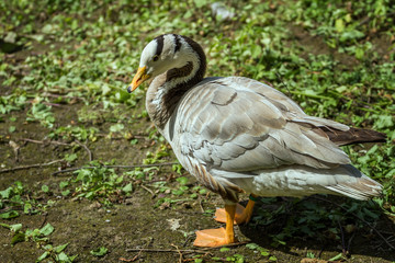 duck in zoo