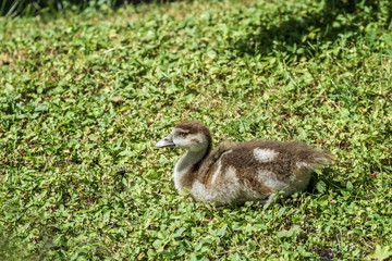 young duckling
