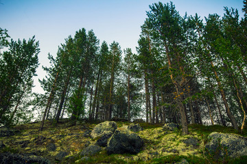 Fototapeta na wymiar Tundra.Northern nature in summer.Arctic landscape