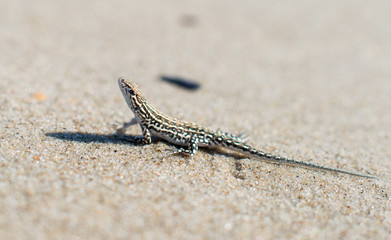 small lizard