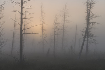 picturesque forest in fog at sunrise