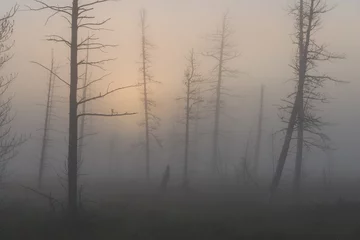 Poster de jardin Nature picturesque forest in fog at sunrise