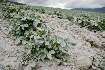 Cotopaxi volcano eruption, Ecuador