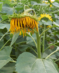 くたびれた様子で枯れてゆくヒマワリ