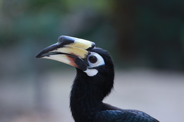 beautiful hornbill on a bright background close up