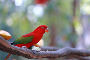 Red macaw parrot on a colorful background.