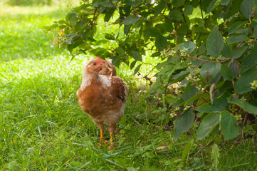 pullet
