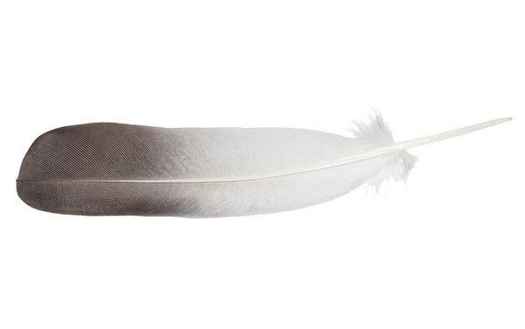 feather bird dove isolated on white background