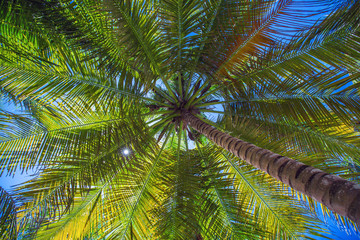 Fototapeta premium Coconut palm trees perspective view