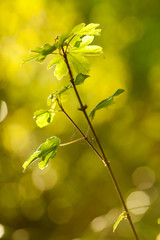 ramoscello di quercia nella luce del tramonto. Pallini di bokeh sullo sfondo