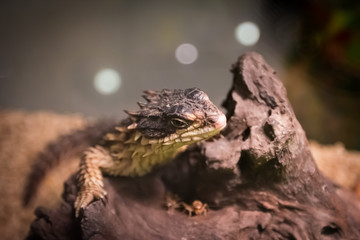 Fototapeta premium Girdled Lizard on timber rotting.