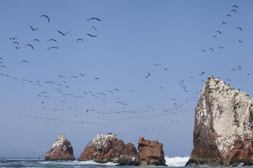 Centinaia di uccelli marini alle isole Ballestas, penisola di Paracas, Peru
