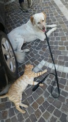 Cane e gatto