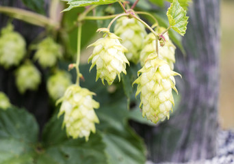 Hops in the village