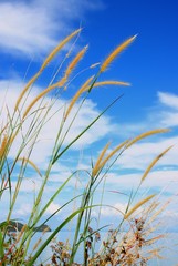 beautiful flower grass with blue sky