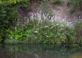 flowers and plants growing near the water