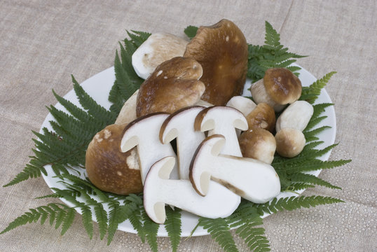 Il piatto di funghi porcini