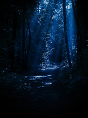 Night forest