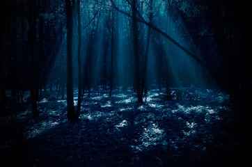 Gardinen Nachtwald © Boris Riaposov