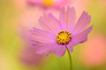 万博記念公園のコスモス