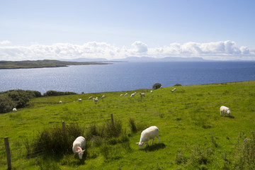 Obraz premium Herd of sheep in the coast
