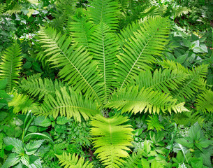 fern growing in the forest