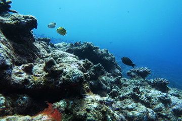 Naklejka na ściany i meble 宮古島の岩礁に住む熱帯魚達