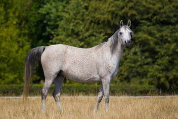 Obraz na płótnie Canvas Arabian horse,