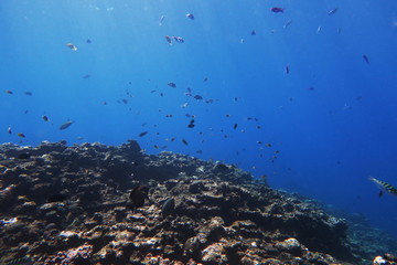 Fototapeta na wymiar 宮古島の岩礁に住む熱帯魚達