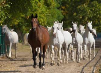Obraz na płótnie Canvas Herd of arabian horses in chesnut avenue