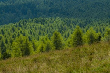 50 sfumature di verde, alberi monte dolada