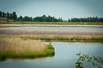 Laguna di Chioggia, Italia