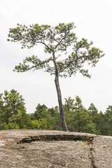 Single small pine tree grow on a cliff