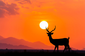 Silhouettes of deer  on sky sunset background