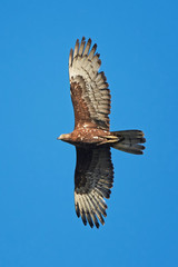 European Honey Buzzard (Pernis apivorus)