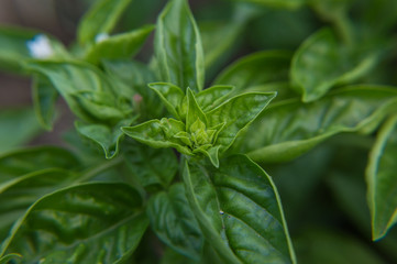 Basil
