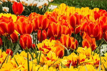Red and yellow tulip flowers