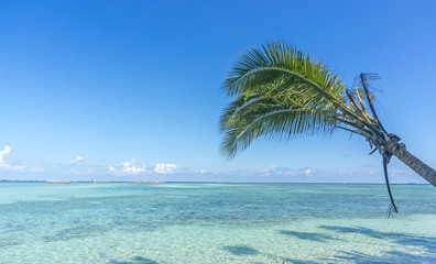 Coconut tree and blue beach