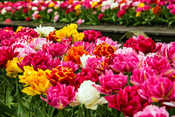 tulips flowerbed, Holland, park Keukenhof