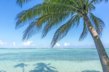 Coconut tree and blue beach