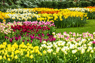 Tulip flowers in Keukenhof flower garden, Holland